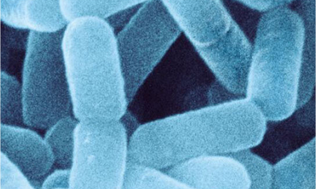 Dr Minoru Shirota 1930